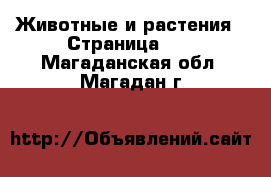  Животные и растения - Страница 10 . Магаданская обл.,Магадан г.